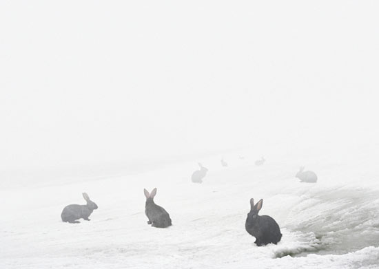 Photography by Andrea Galvani of black rabbits or bunnies against snow.