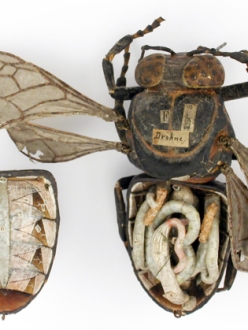 Anatomical model of a bee made from papier-mache.