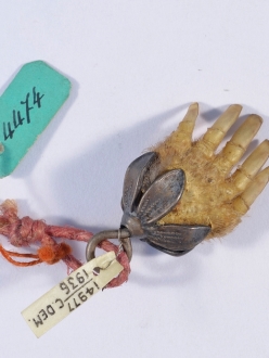 Picture of a small mole paw with a metal flower mount, with museum tags.